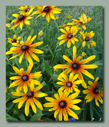 Gloriosa Daisies