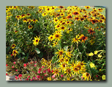 Gloriosa Daisies