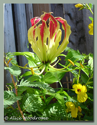 Gloriosa Lily Vine