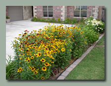 Gloriosa Daisy Mass Planting