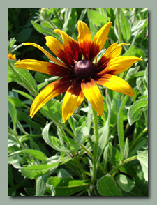 Gloriosa Daisies