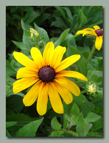 Yellow Gloriosa Daisies