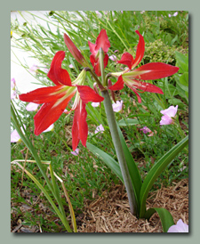 Hardy Amaryllis