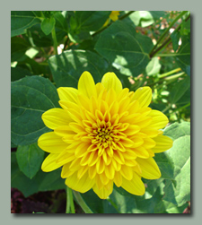 Helianthus x multiflorus Flore Pleno 