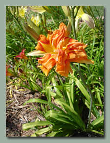 Hemerocallis fulva Kwanso