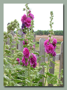 hollyhocks