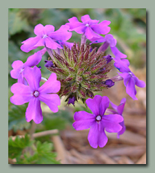 Homestead Verbena Blossom