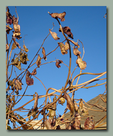 Hyacinth Bean Pods