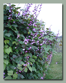 Hyacinth Bean Vine