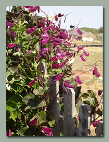 The fuchsia pods are nearly as pretty as the flowers on the hyacinth bean vine