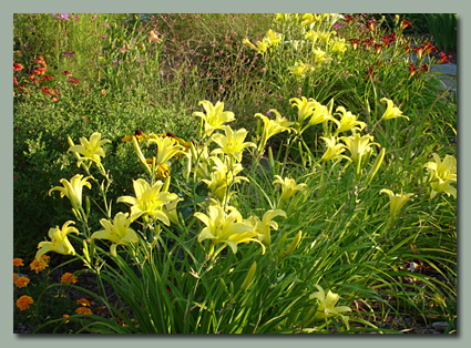 Hyperion Daylilies