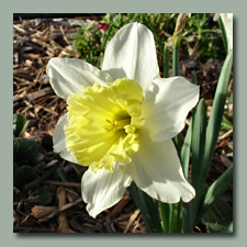 Ice Follies Daffodil