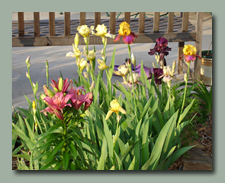 Iris and Lilies