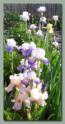 Irises