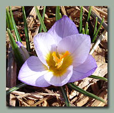 Snow Crocus Firefly