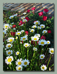 Knockout Roses and daisies