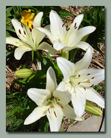 LaSouth Pacific Asiatic Lily