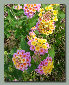 Lantana