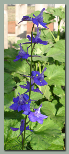 Larkspur