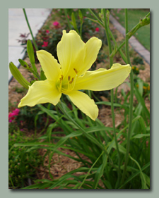 Citrina Vespertina Daylily