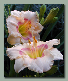 Click here for Small Daylilies