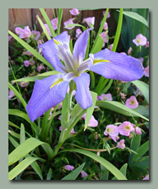 Louisiana Iris