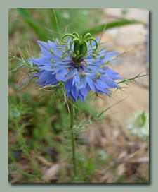 Blue Love in a Mist