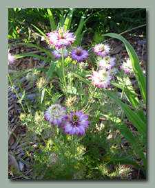 Love in a Mist