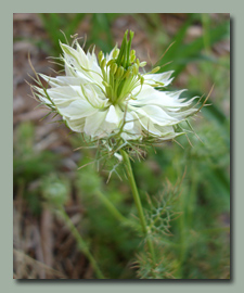 Love in a Mist