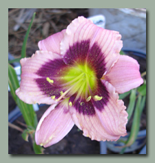 Mardi Gras Parade, a new daylily