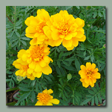 Marigolds