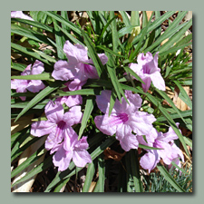 Mexican Petunias