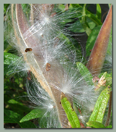 Milkweed