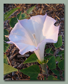 Datura Moonflower