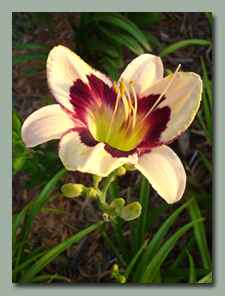 Click here for Eyezone Daylilies