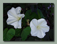 Moonvine Flower