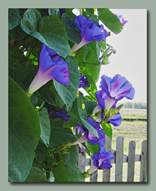 Morning Glories