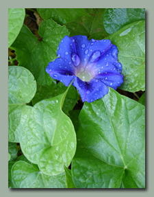 Morning Glories