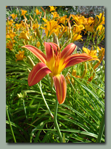 Native Daylily