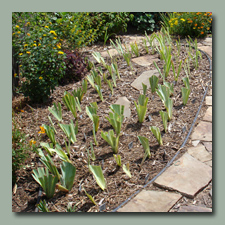 Newly Planted Iris bed