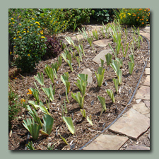 Newly Planted Iris bed