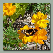 The yellow cosmos has really started blooming again