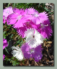 Dianthus