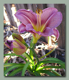 Olive Bailey Langdon daylily