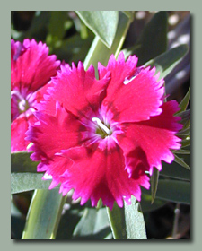 The first dianthus bloom