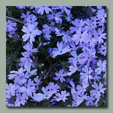 Creeping Phlox