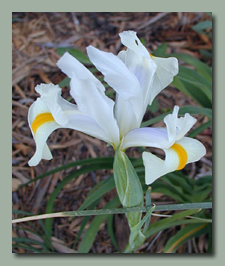 White Dutch Iris