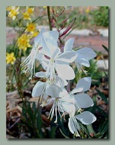 White Gaura