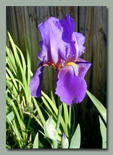 From Mom's old garden