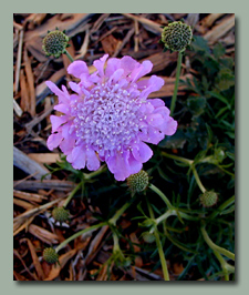 Scabiosa